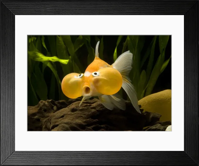 Framed Print : Aquarium Fish Framed Print : Aquarium Fish