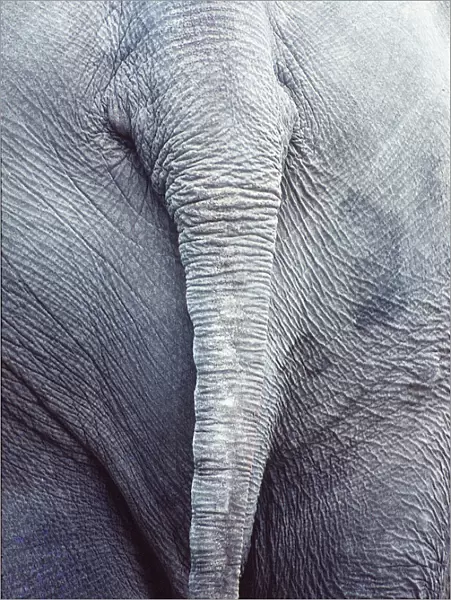 AFRICAN ELEPHANT - close-up view of bottom showing tail and skin