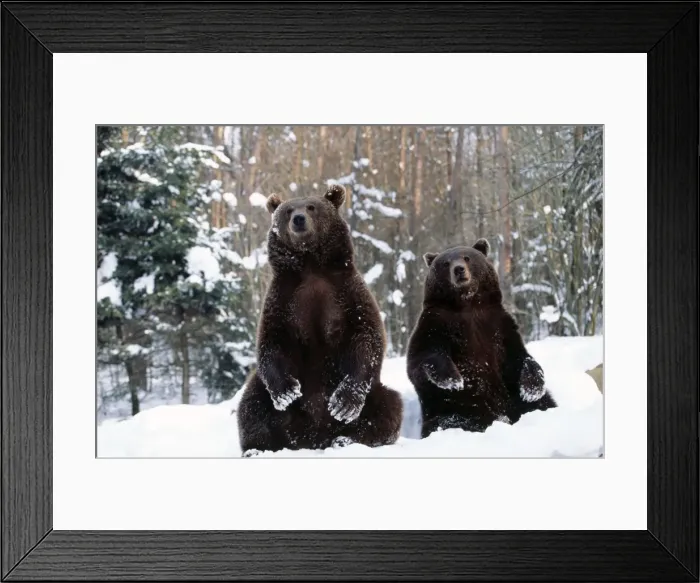 Framed Print : Brown Bear Framed Print : Brown Bear