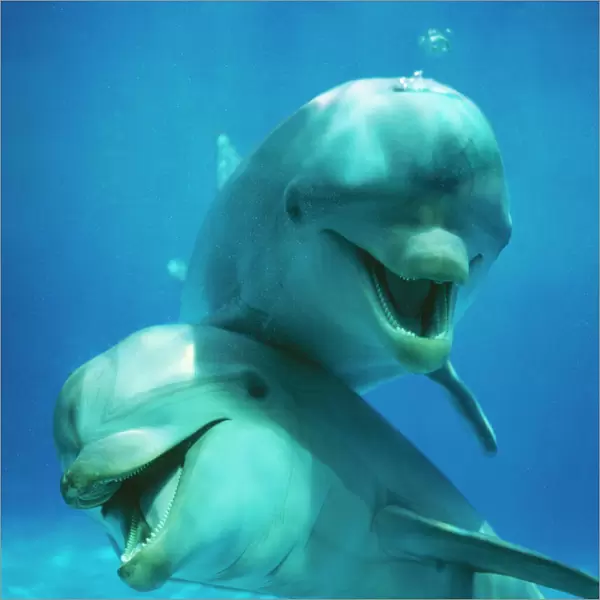 Bottlenose Dolphin Two together