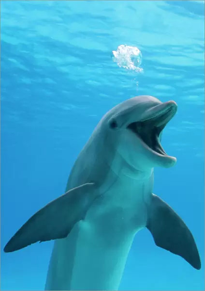 Bottlenose dolphin - blowing air bubbles underwater with mouth open