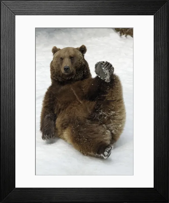 Framed Print : European Brown Bear - Male lying in snow, resting Framed Print : European Brown Bear - Male lying in snow, resting