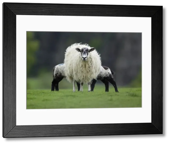 Framed Print : Black-faced Sheep - Ewe suckling two lambs on meadow, Northumberland UK Framed Print : Black-faced Sheep - Ewe suckling two lambs on meadow, Northumberland UK