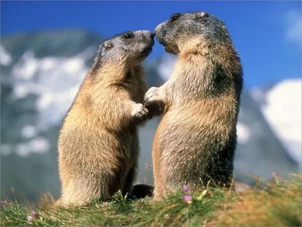 Alpine Marmots