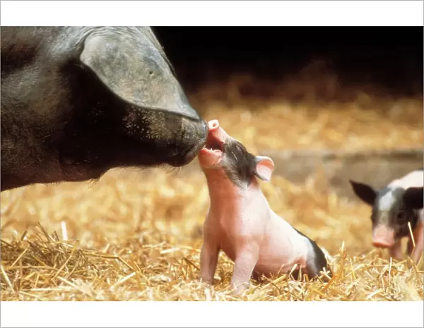 Domestic Pig Haellisches pig (old German Breed) Sow with Piglet