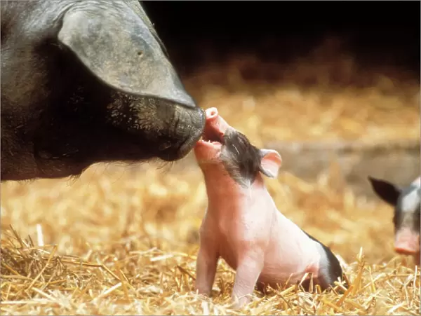 Domestic Pig Haellisches pig (old German Breed) Sow with Piglet
