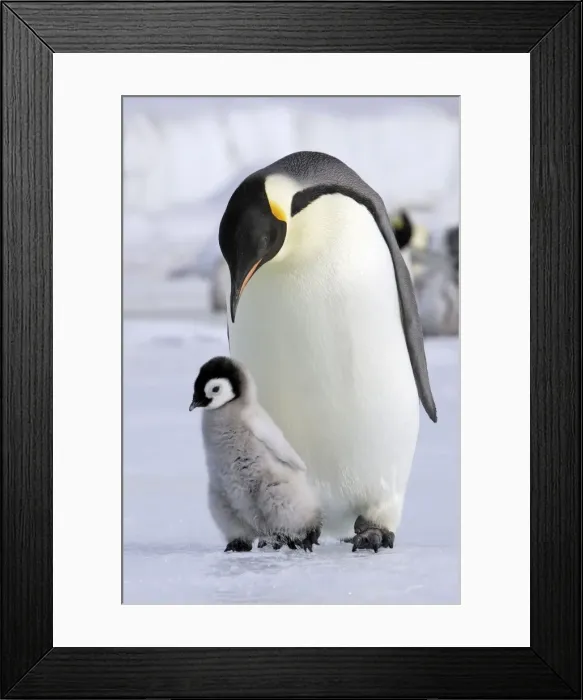 Framed Print : Emperor Penguin - Adult with young. Snow hill island Antarctica Framed Print : Emperor Penguin - Adult with young. Snow hill island Antarctica