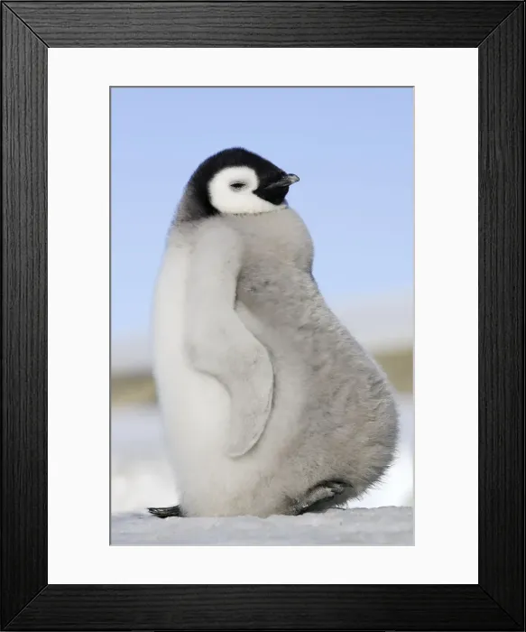 Framed Print : Emperor Penguin - chick. Snow hill island - Antarctica
