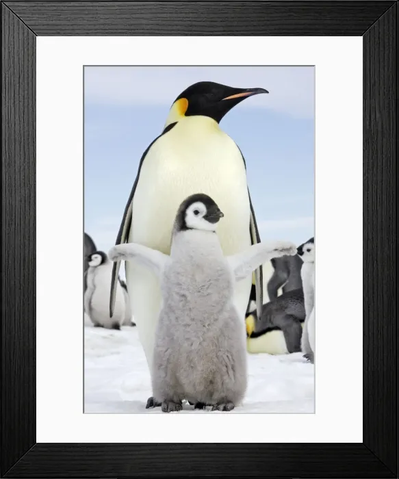 Framed Print : Emperor Penguin - adult with chick stretching wings. Snow hill island - Antarctica Framed Print : Emperor Penguin - adult with chick stretching wings. Snow hill island - Antarctica