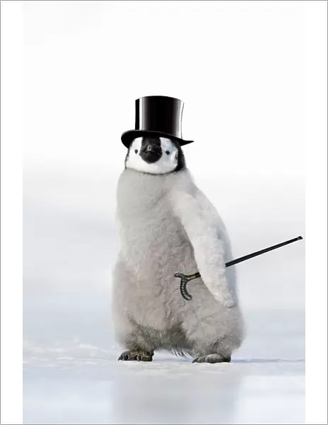 Emperor Penguin - chick wearing bowler hat. Snow hill island - Antarctica
