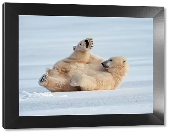 POLAR BEAR - lying on back on ice