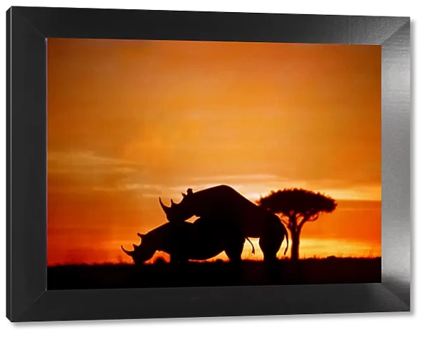 BLACK  /  HOOK-LIPPED RHINOCEROS - mating at sunset