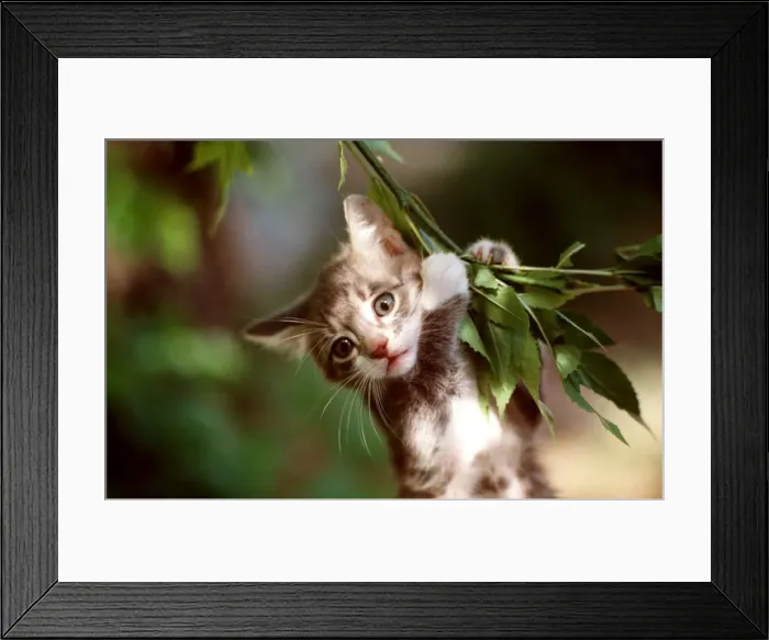 Framed Print : CAT - close-up of kitten clinging on branch Framed Print : CAT - close-up of kitten clinging on branch