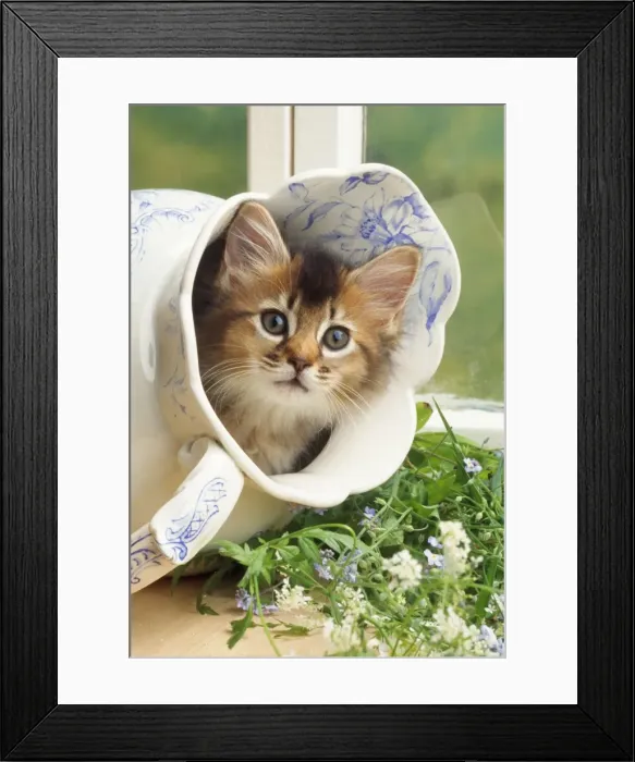 Framed Print : Somali Cat - kitten in jug Framed Print : Somali Cat - kitten in jug