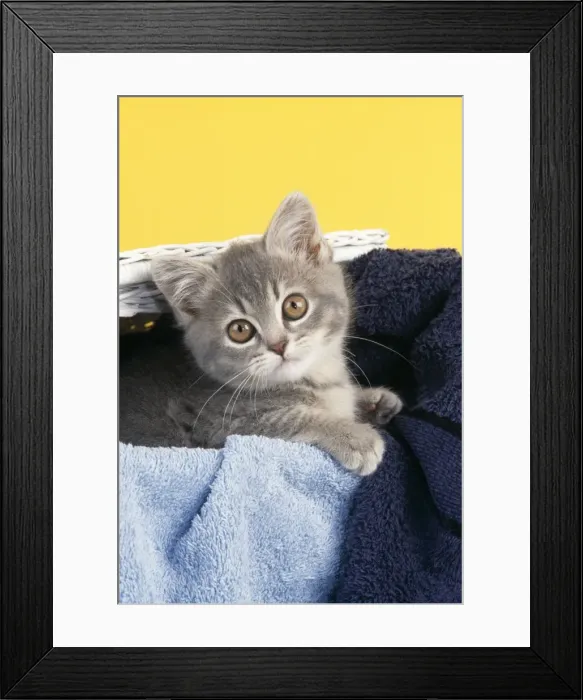 Framed Print : Cat Kitten in laundry basket Framed Print : Cat Kitten in laundry basket