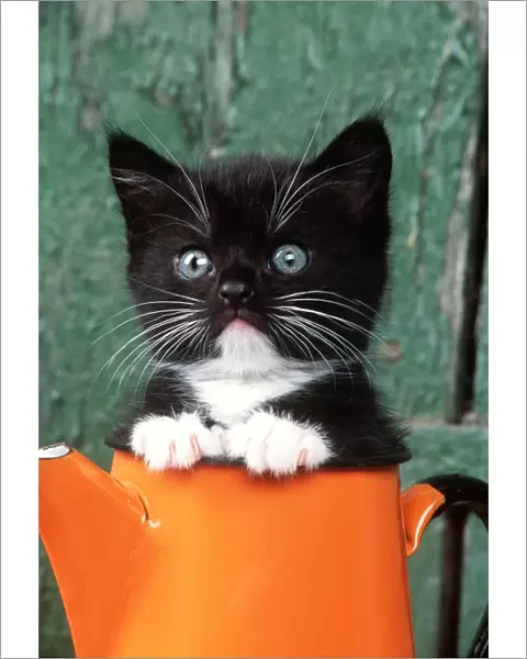 CAT - Black KITTEN in orange jug