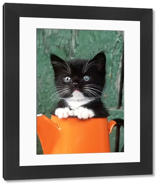 CAT - Black KITTEN in orange jug