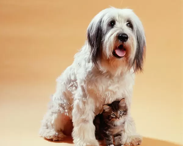 Dog & Cat Kitten sitting between Dogs legs