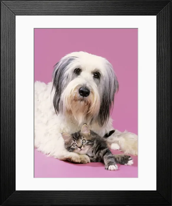 Framed Print : Dog & Kitten with head on dog's paw Framed Print : Dog & Kitten with head on dog's paw