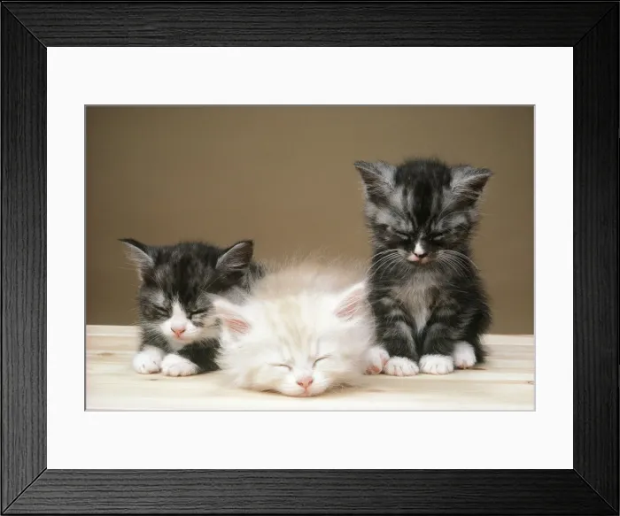 Framed Print : Three Kittens JD 1577 © John Daniels ARDEA LONDON Framed Print : Three Kittens JD 1577 © John Daniels ARDEA LONDON