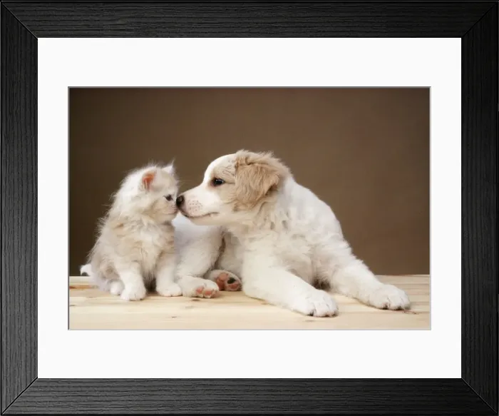 Framed Print : Cat & Dog - kitten & puppy kissing Framed Print : Cat & Dog - kitten & puppy kissing