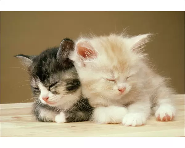 Cat Two Kittens asleep