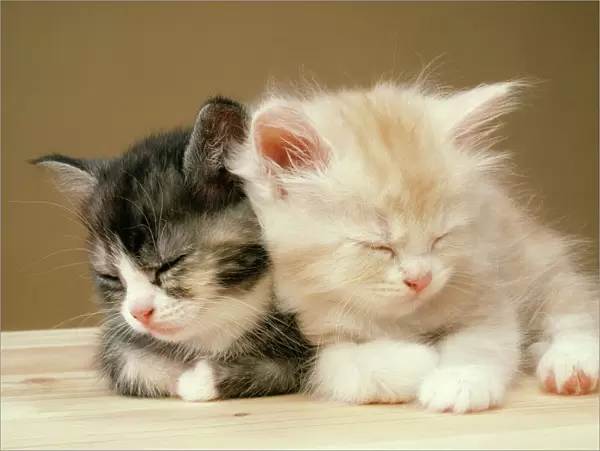 Cat Two Kittens asleep