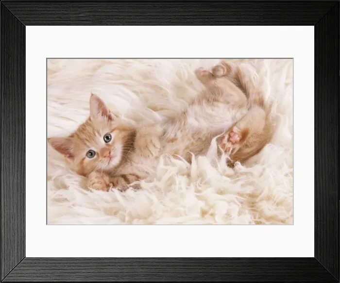 Framed Print : CAT - ginger kitten, lying on back on rug Framed Print : CAT - ginger kitten, lying on back on rug