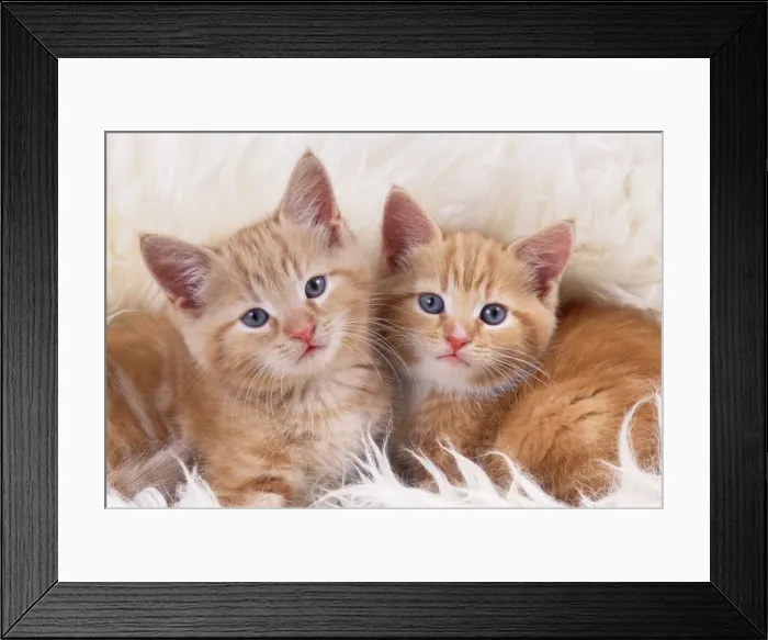 Framed Print : CAT - ginger kittens, two on rug Framed Print : CAT - ginger kittens, two on rug