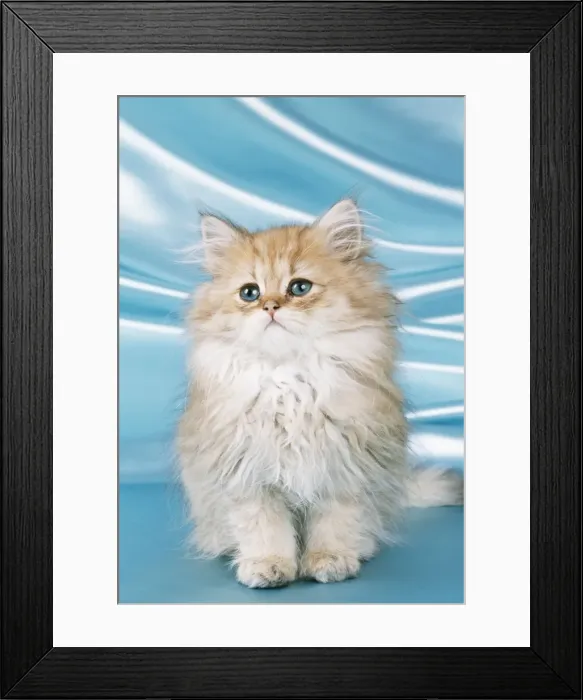Framed Print : CAT - Chinchilla kitten Framed Print : CAT - Chinchilla kitten