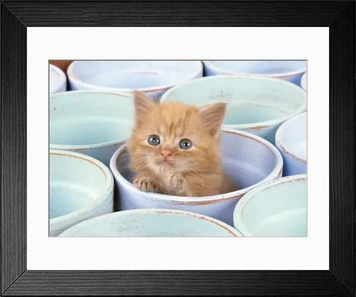 Framed Print : Cat - Ginger Kitten in flowerpot Framed Print : Cat - Ginger Kitten in flowerpot