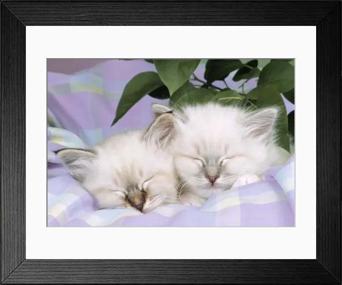 Framed Print : Blue Tabby & Seal Tabby Birman Cats - kittens asleep on check material Framed Print : Blue Tabby & Seal Tabby Birman Cats - kittens asleep on check material