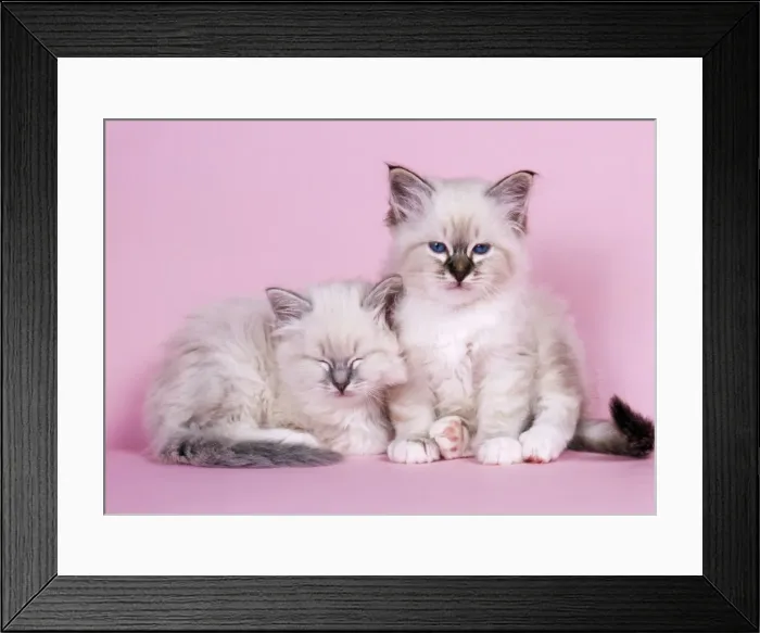 Framed Print : Blue Tabby & Seal Tabby Birman Cat - kittens Framed Print : Blue Tabby & Seal Tabby Birman Cat - kittens