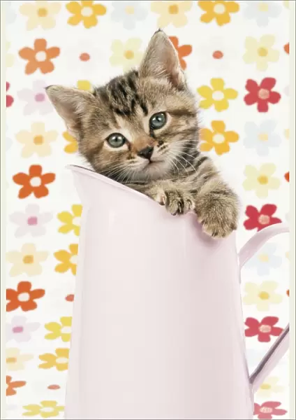 Cat - tabby kitten in pink jug