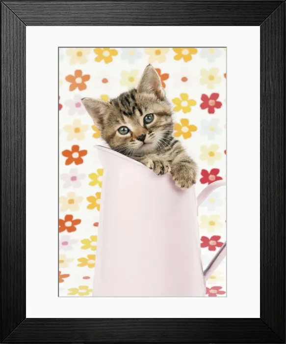 Framed Print : Cat - tabby kitten in pink jug