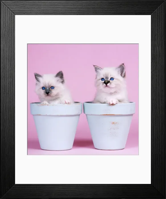 Framed Print : Cat - Blue Birman and Seal Tabby Birman Kittens in flowerpots Framed Print : Cat - Blue Birman and Seal Tabby Birman Kittens in flowerpots