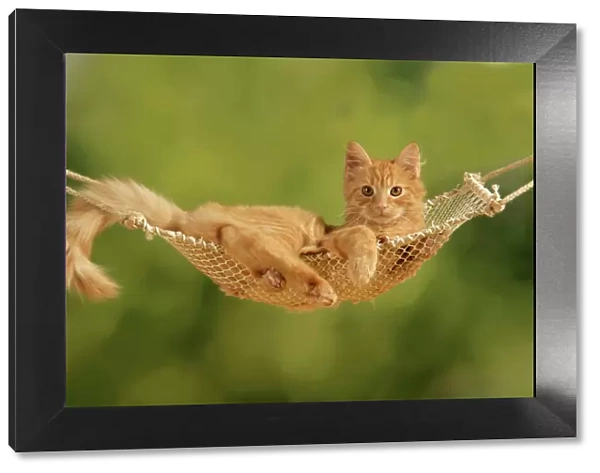 Cat - ginger kitten in hammock
