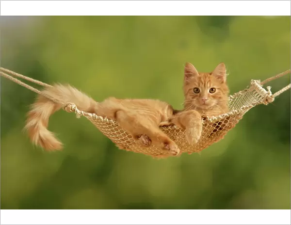 Cat - ginger kitten in hammock