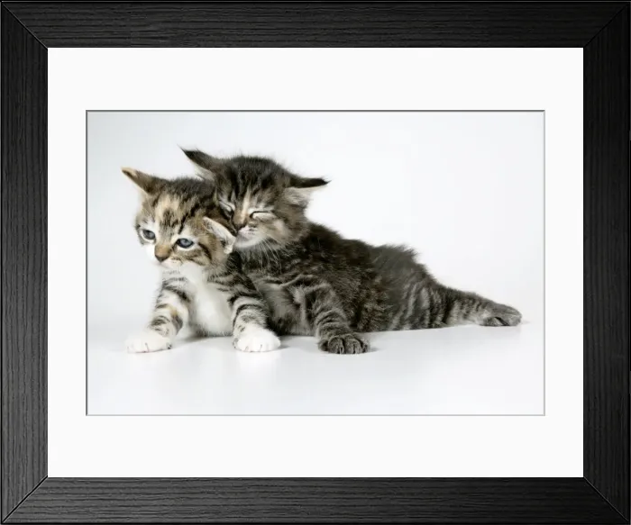 Framed Print : Cat - Two sleepy kittens lying on each other