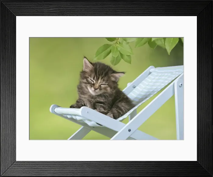 Framed Print : Cat - Kitten in deckchair Framed Print : Cat - Kitten in deckchair