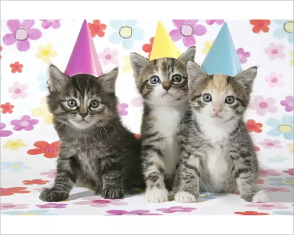 Cat - 3 Kittens sitting next to each other wearing party hats. Floral background