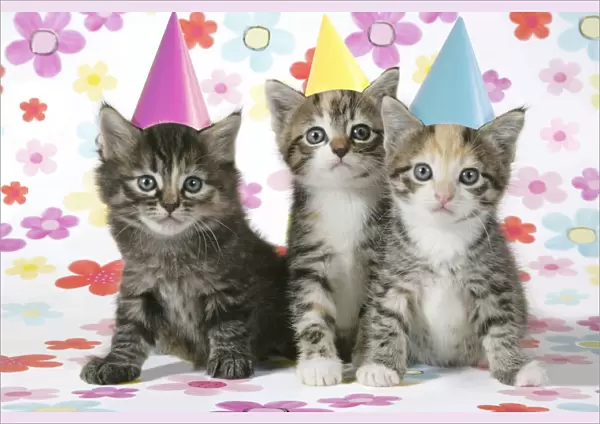 Cat - 3 Kittens sitting next to each other wearing party hats. Floral background