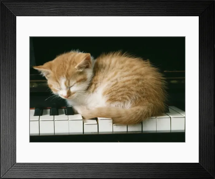 Framed Print : KITTEN ON PIANO-GINGER