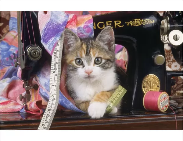 Cat - Kitten with sewing machine