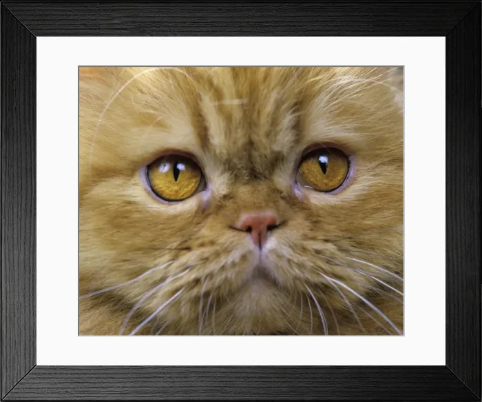 Framed Print : Persian Cat Framed Print : Persian Cat