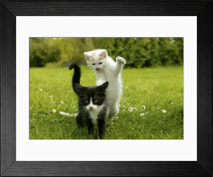 Framed Print : Cats Kittens playing in the grass Framed Print : Cats Kittens playing in the grass