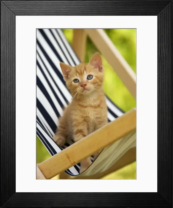 Framed Print : Cat - ginger kitten Framed Print : Cat - ginger kitten
