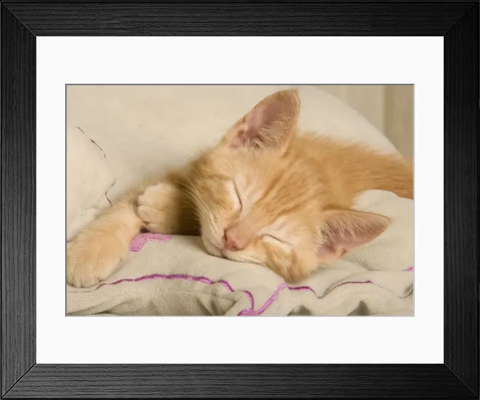 Framed Print : Cat - Ginger kitten, asleep Framed Print : Cat - Ginger kitten, asleep