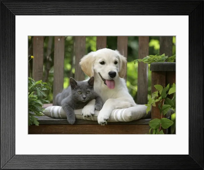 Framed Print : Dog - Golden Retriever puppy sitting on bench with grey kitten Framed Print : Dog - Golden Retriever puppy sitting on bench with grey kitten