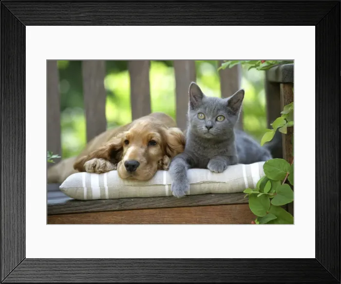 Framed Print : Dog - Cocker Spaniel lying on bench with grey kitten Framed Print : Dog - Cocker Spaniel lying on bench with grey kitten